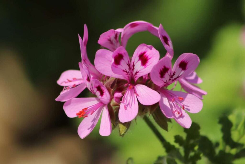 essential-oils-for-massage-rose-geranium