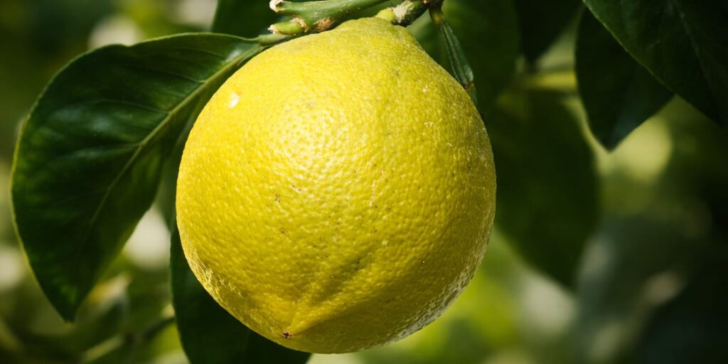 Ripe bergamot fruit growing on a branch with green leaves
