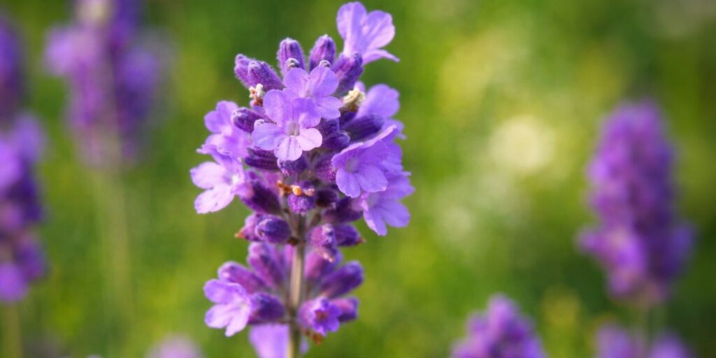 Lavender angustifolia flower with soft purple petals in natural light