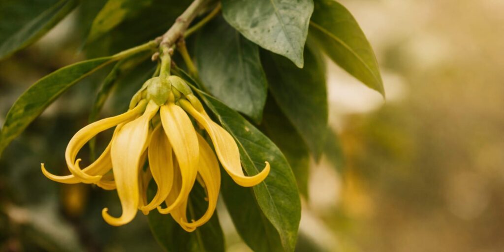 Editorial image representing ylang ylang essential oil through warmth and softness