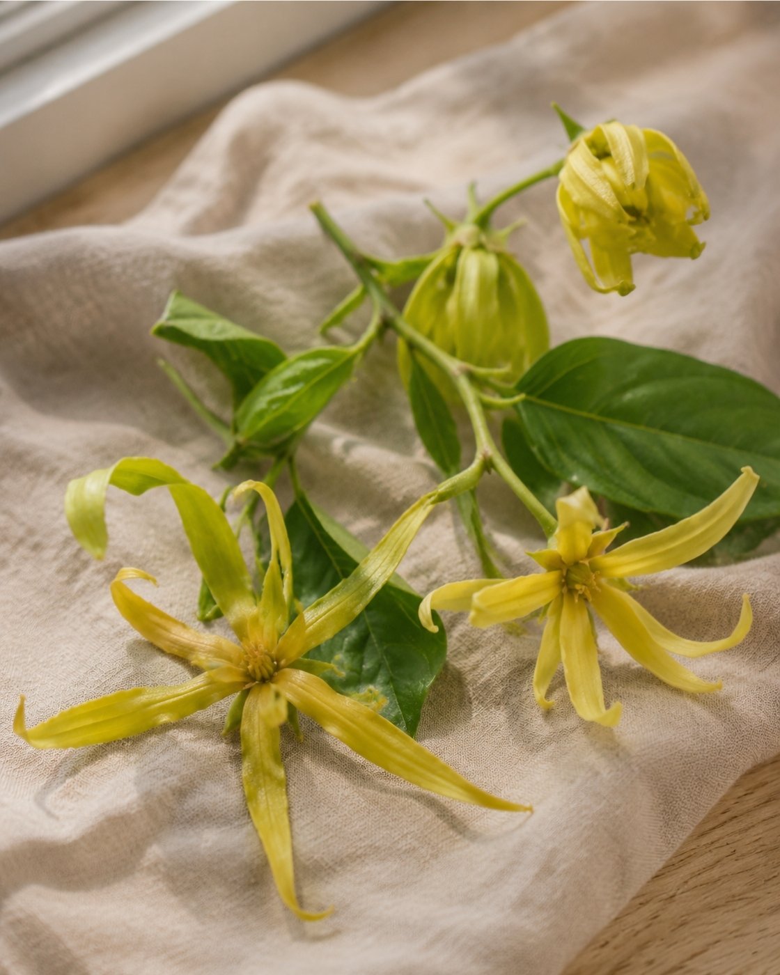 Fresh yellow ylang ylang flowers with green leaves arranged on natural linen.